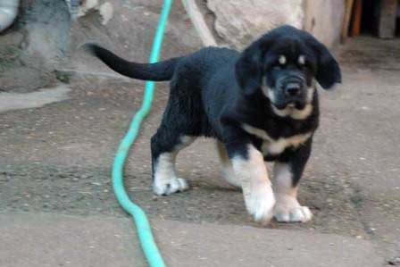 Cachorro
Tienen 50 Días pesan 15 Kilos
(Cantero de los Zumbos X Tormenta de Reciecho)
Keywords: majada