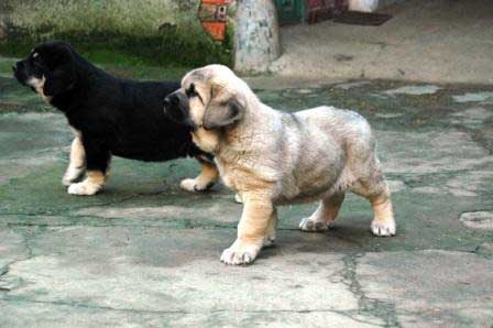 Cachorros
Tienen 50 Días pesan 15 Kilos
(Cantero de los Zumbos X Tormenta de Reciecho)
Keywords: majada