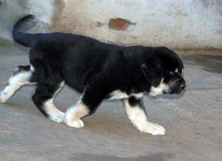 Cachorro
Tienen 50 Días pesan 15 Kilos
(Cantero de los Zumbos X Tormenta de Reciecho)
Keywords: majada