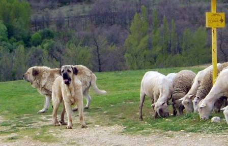 Jas de La Majada Los Robles 12 meses - 2 mayo 2008 
(Bartolo de Antalmuhey x Rea de Los Zumbos)
Keywords: flock majada