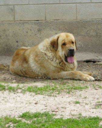 Nuño de Los Zumbos junio 2007
Romeo de los Zumbos x Lancia de Los Zumbos
Keywords: majada