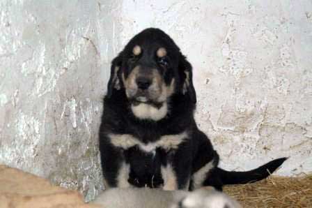 Casiopea
Tienen 50 Días pesan 15 Kilos
 (Cantero de los Zumbos X Tormenta de Reciecho)
Keywords: majada