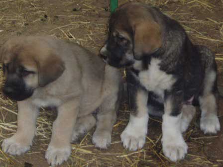 Circe de La Majada Los Robles y su hermana
Keywords: puppyspain puppy cachorro majada
