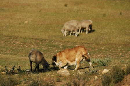 Keywords: flock working ganadero majada