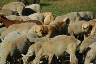 Keywords: flock working ganadero majada