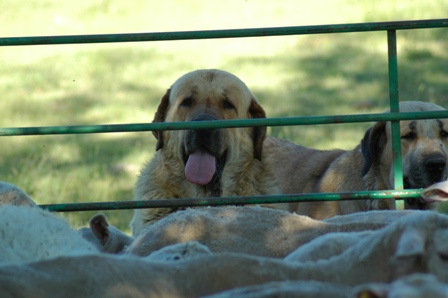 Nuño de Los Zumbos
(Romeo de Los Zumbos x Lancia de Los Zumbos)
Keywords: flock working ganadero majada