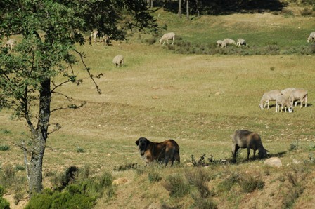 Keywords: flock working ganadero majada