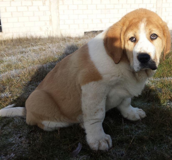 hijo de aquiles x trizia de la majada los robles
