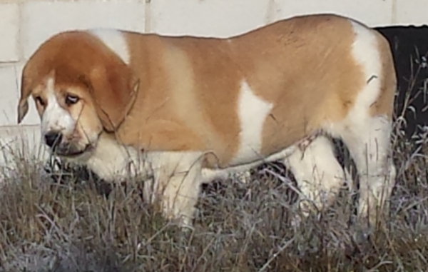 cachorrete con 2,5meses hijo de aquiles x trizia de la majada los robles
