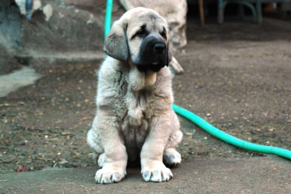 Cachorra de Cantero
Tienen 50 Días pesan 15 Kilos
(Cantero de los Zumbos X Tormenta de Reciecho)
Keywords: majada