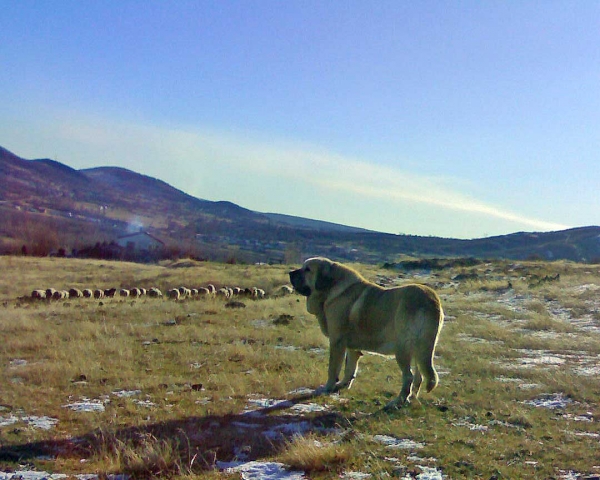 Cantero de Los Zumbos - 108 kilos
Sendero de Trashumancia x Guadiana de Los Zumbos 
Keywords: flock majada