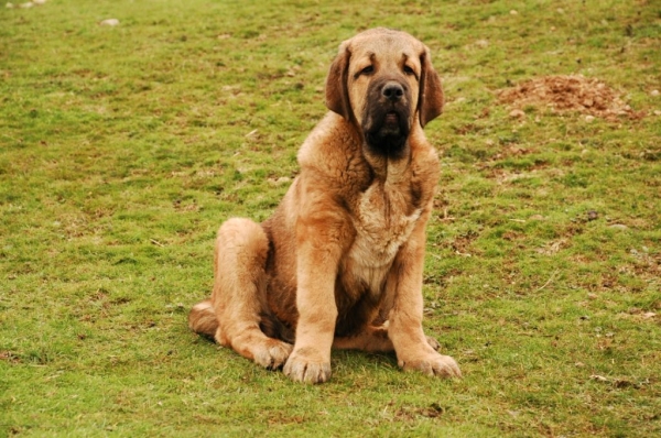 CALLO DE LA MAJADA LOS ROBLES
REA X ROMO
Keywords: CACHORROS