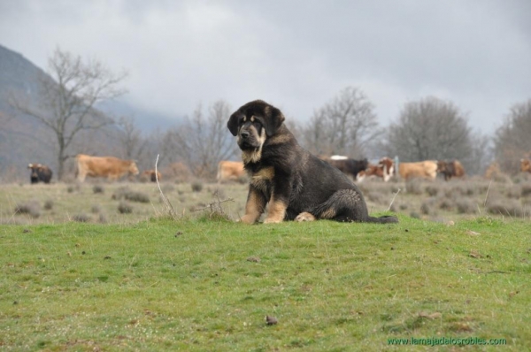 FIRME DE LA MAJADA LOS ROBLES CON EL GANADO
Keywords: CACHORROS DE LA MAJADA LOS ROBLES