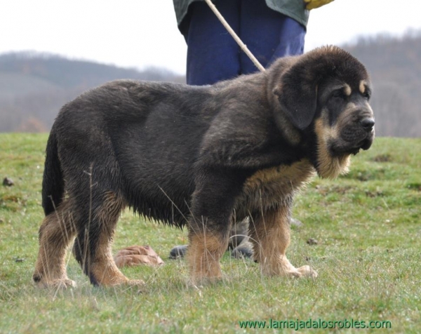 FIRME DE LA MAJADA LOS ROBLES CON 90 DÍAS
 HIJO DE REA X ZANGARRON DE LOS ZUMBOS
Keywords: CACHORROS DE LA MAJADA LOS ROBLES