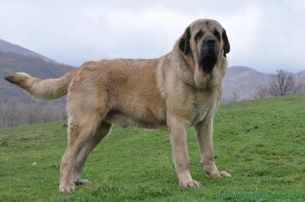 JAS DE LA MAJADA LOS ROBLES
HIJO DE REA DE LOS ZUMBOS Y DE BARTOLO DE ANTALMUHEY . VA CUMPLIR 4 AÑOS EN ABRIL
Keywords: MASTINES DE LA MAJADA LOS ROBLES