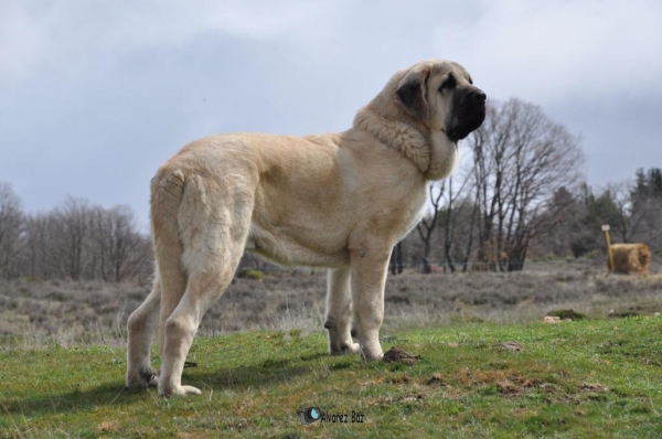 APOLO DE LA MAJADA LOS ROBLES CON 7 MESES
Keywords: MASTÃN ESPAÃ‘OL