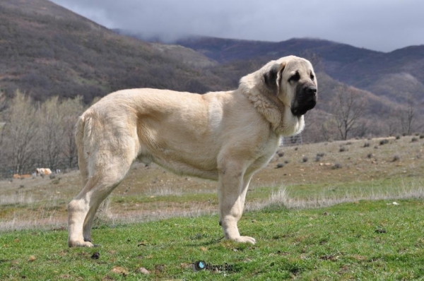 APOLO DE LA MAJADA LOS ROBLES CON 7 MESES
