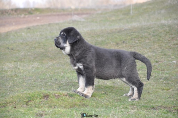 CACHORRO DE 60 DÍAS
Keywords: CACHORROS DE LA MAJADA LOS ROBLES