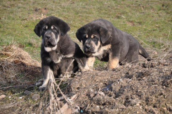 MACIZO Y FIRME DE LA MAJADA LOS ROBLES 60 DÍAS
Keywords: CACHORROS DE LA MAJADA LOS ROBLES