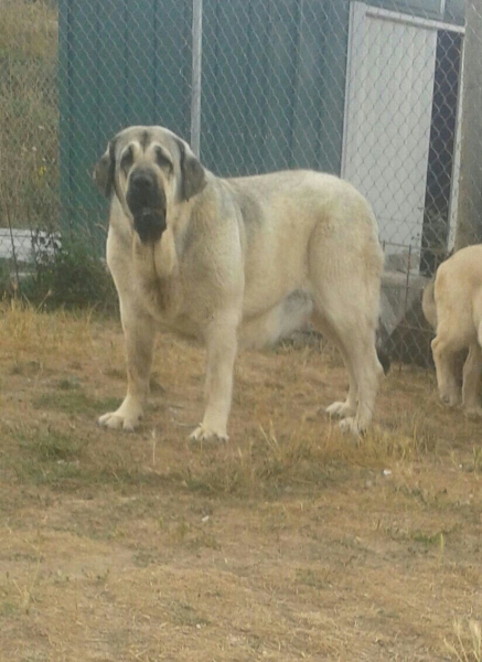 GALIA DE LA MAJAADA LOS ROBLES, 2,5 años
Keywords: majada