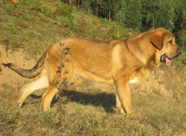 ATILA DE LA MAJADA LOS ROBLES
Cachorro de 5 meses hijo de Cantero x Luna
Keywords: mastin espaÃ±ol