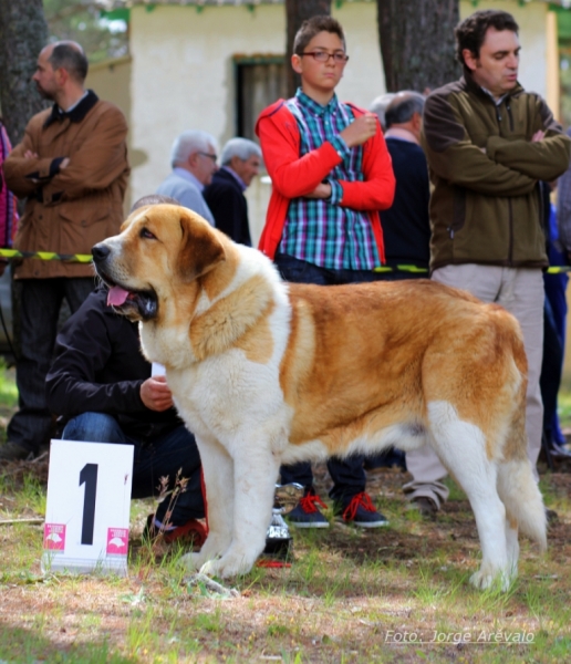 AQUILES DE LA MAJAD ALOS ROBLES . CAMPOSAGRAO 2013
Nøkkelord: majada MASTIN ESPAÃ‘OL