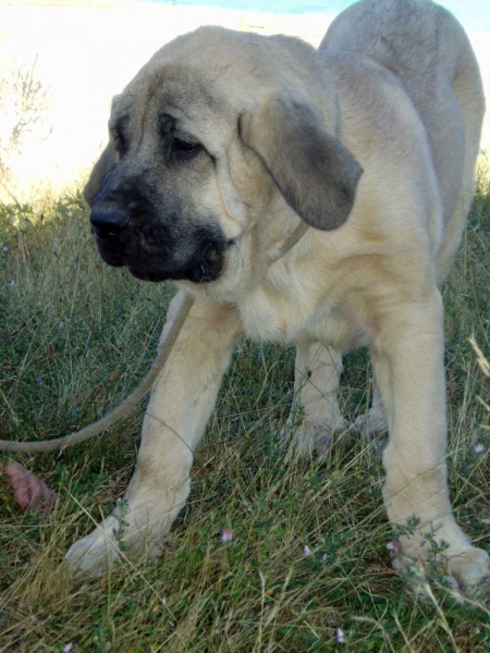 Jas de La Majada Los Robles
