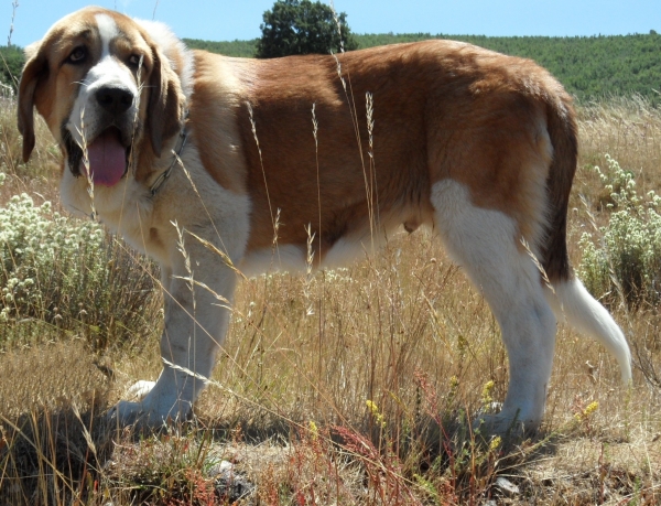 AQUILES DE LA MAJADA OS ROBLES 4 MESES
Keywords: MASTIN ESPAÃ‘OL