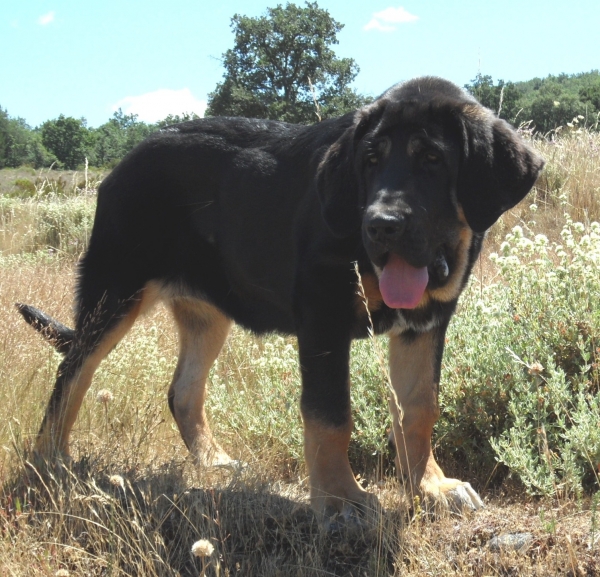 PANTERA DE LA MAJADA LOS ROBLES CON 4 MESES
Keywords: MASTIN ESPAÃ‘OL