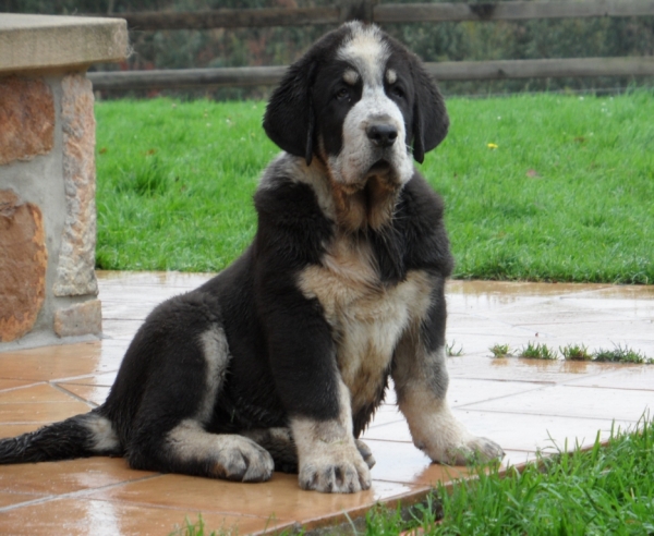 2º Hijo de Nala de montes del pardo  con Firme de la majada los robles
