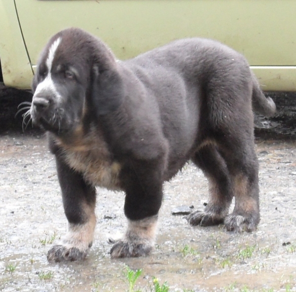 Hijo de nala montes del pardo con firme de la majada los robles
cachorro de 60 días
Keywords: espaÃ±a