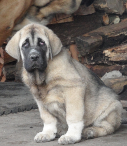 hembra hija de nala de montes del pardo con firme de la majada los robles
Keywords: mastines el jarrando