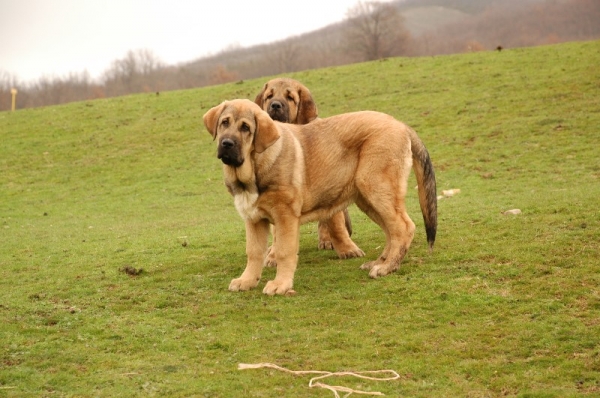 TRICIA Y CALLO CON 4 MESES
