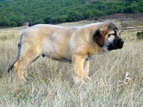 Zepo de la Majada los Robles - 60 días 
(Rea de Los Zumos x Bengala de Los Zumbos)
Keywords: majada