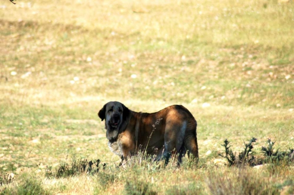 Nuño de los Zumbos
Romeo de los Zumbos x Lancia de Los Zumbos 
Keywords: majada