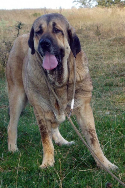 Rea de Los Zumbos
(Cantero de Los umbos x Cañada de Los Zumbos)
