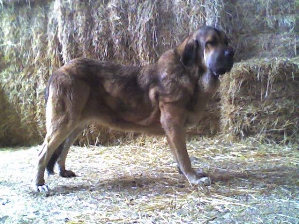 Rea de Los Zumbos - 15 meses
(Cantero x Oliva de Los Zumbos)
Keywords: majada