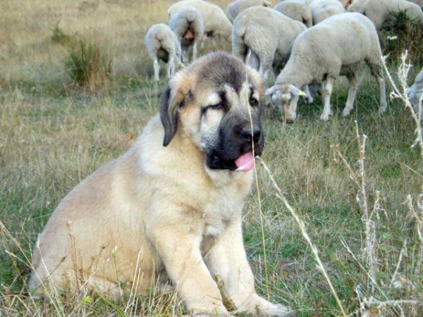 Zepo de la Majada los Robles - 60 días 
(Rea de Los Zumos x Bengala de Los Zumbos)
Keywords: majada