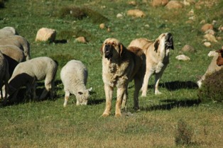 Oliva de Los Zumbos & Nuño de Los Zumbos
Keywords: flock working ganadero majada