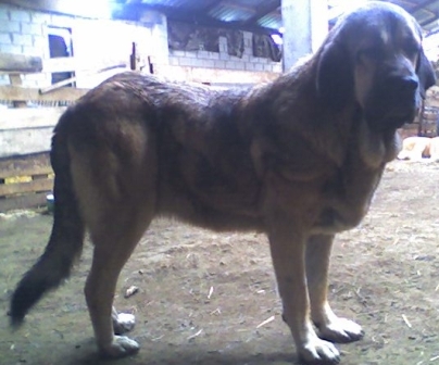 Rea de Los Zumbos - 15 meses
(Cantero x Oliva de Los Zumbos)
Keywords: majada