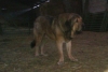 Filename=IMAG0019.jpg
Filesize=58KiB
Dimensions=1024x687
Date added=%821 %02, %2012 IMAG0019.jpg