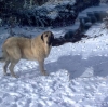 Filename=Mallo.jpg
Filesize=388KiB
Dimensions=1032x1024
Date added=%031 %14, %2010 Mallo.jpg