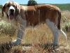 Filename=SAM_0842.JPG
Filesize=995KiB
Dimensions=1821x1394
Date added=%960 %15, %2012 SAM_0842.JPG