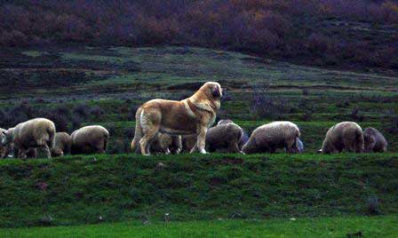 Keywords: flock working ganadero majada