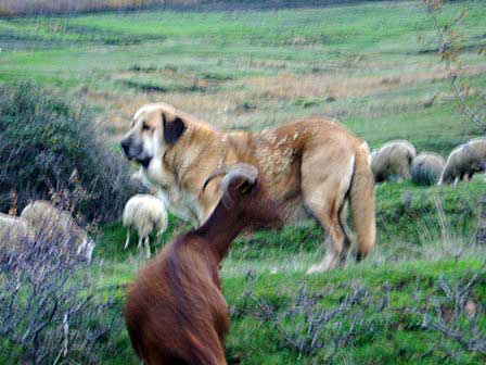 Trefwoorden: flock working ganadero majada