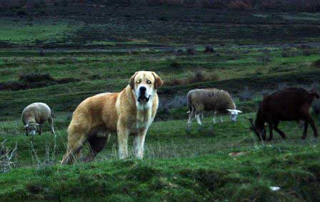 Keywords: flock working ganadero majada