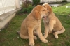 Filename=CIMG0120.JPG
Filesize=15KiB
Dimensions=320x212
Date added=%659 %27, %2006 CIMG0120.JPG