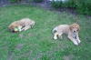 Filename=SD_032.jpg
Filesize=159KiB
Dimensions=517x343
Date added=%969 %06, %2006 SD_032.jpg