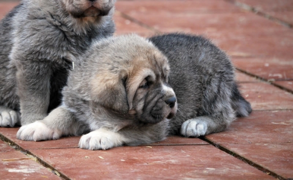 Cachorros de los Montes Pravianos
Trujillo de los Montes Pravianos x Bimba de los Montes Pravianos. 35 días
Keywords: pravianos