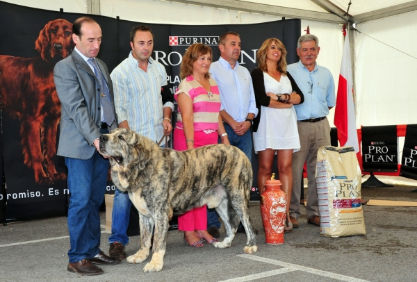 C.H. Tigre de los Montes Pravianos: BEST IN SHOW - Monográfica Nacional 2011. Santa Cruz de Bezana
Tejo de Fuente Mimbre x Atenea de Hazas de Cesto 
Keywords: pravianos